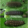 arg niobe larva3 volg